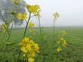 Very nice photo of mustard flower from village of India.