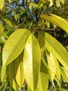 Very nice photo of yellow leaves