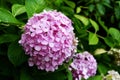 Very nice pink flower ball in front of green leaves background Royalty Free Stock Photo