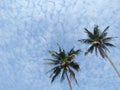 Beautiful palm with sky background