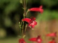 Detail of very nice red flower