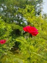 Very nice red roses bloom in a plant of a house flower garden which creates beautiful scenery. Royalty Free Stock Photo
