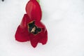 Very nice red tulip close up on the snow Royalty Free Stock Photo