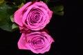 Very nice rose close up on the mirror Royalty Free Stock Photo