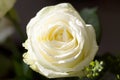 A very nice rose in our home. Royalty Free Stock Photo