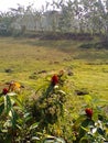 A beautiful flower at the village area