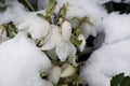 Very nice spring flowers close up under the snow Royalty Free Stock Photo