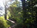 Bridge over a small river in the forest