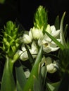 Very nice white flower with a black background