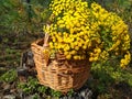 Very nice wooden basket filled with yellow flowers