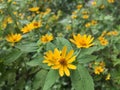 Very nice yellow flowers, again blooming and they are many. Royalty Free Stock Photo