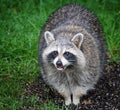 A very obese racoon in an urban backyard in Quebec