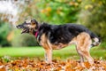 Very old Alsatian smiling standing in fall autumn leaves ready to bark