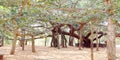 Very old Banian tree has spread over large areas with its no of trunks
