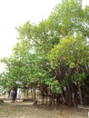 Very old Banyan tree in india