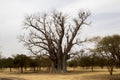 A very old Baobab in Senegal