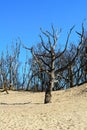 Very old bare tree on a sunny day. Bare trees are standing on the sand