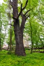 Very old big oak tree in park Royalty Free Stock Photo
