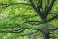 Very old big oak tree with green lush foliage. nature scenic spring landscape Royalty Free Stock Photo