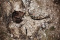 A very old big rotten stump with cracks and a hole in the middle Royalty Free Stock Photo