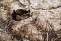 A very old big rotten stump with cracks and a hole in the middle Royalty Free Stock Photo