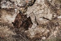 A very old big rotten stump with cracks and a hole in the middle Royalty Free Stock Photo