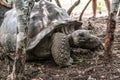 Big and old turtle on Zanzibar. Tanzania.