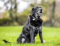 Very old Black Labrador portrait sitting on grass with trees