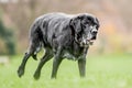 Very old Black Labrador running in the park looking forwards to the side of camera