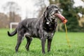 Very old Black Labrador standing on the grass holding a toy