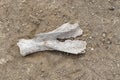 Very old bone remains, fossilized bones,