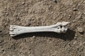 Very old bone remains, fossilized bones,