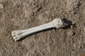 Very old bone remains, fossilized bones,