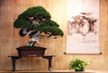 Very old bonsai