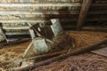 Very old and broken wooden tub lying in the barn attic on hay straw