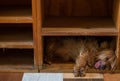 Old dog sleeping on a wooden shelf