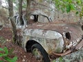 Very old car abandoned and engulfed and surrounded by nature with trees growing inside. Renault gordini