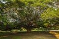 Very old conservative giant tree in Thailand.