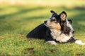 Very old dog is lying in the grass in autumn