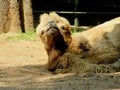 A very old Dromedary Arabian camel resting at a national park