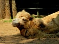A very old Dromedary Arabian camel resting