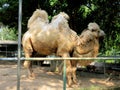 A very old Dromedary Arabian camel resting at a national park