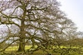 Very old English oak tree in rural setting with branches stretching onto the ground. Royalty Free Stock Photo