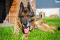 very old german shepherd dog. authentic photo. 15 years old dog age Royalty Free Stock Photo