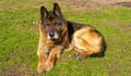 very old german shepherd dog. authentic photo. 15 years old dog age Royalty Free Stock Photo