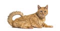 Very old ginger cat with with lentigo on noise and lips Royalty Free Stock Photo