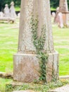 Very old gravestone with green leaves