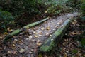 Very old and historical stone bridge seen deep in an English woodland area.