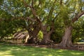 Very old and huge camphor trees, Vergelegen Winery, Western Cape South Africa