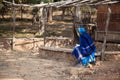 Very old indian villager woman